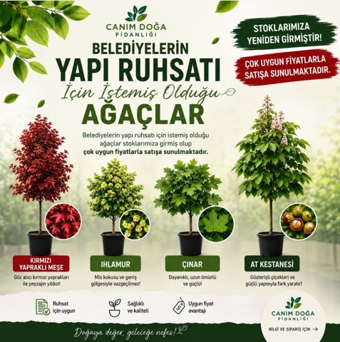Belediyelerin yapı ruhsatı için istediği ağaçlar